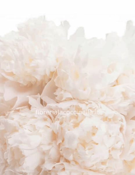Bouquet Peonie Bianche