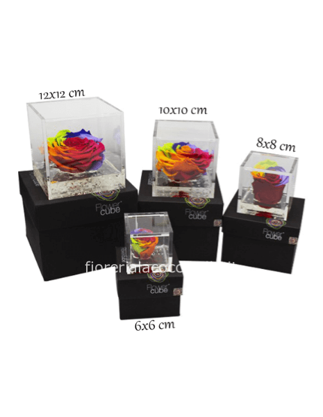 Rosa Stabilizzata 6*6 RAINBOW