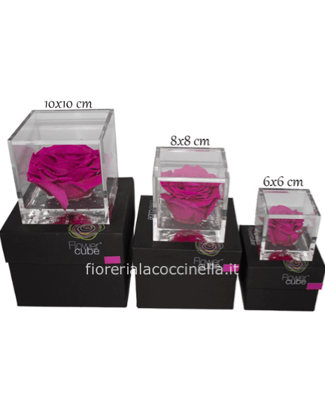Flower Cube - Rosa Stabilizzata Fucsia