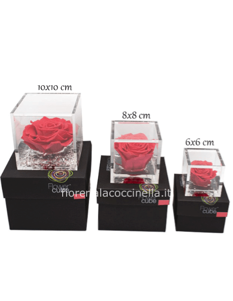 Flower Cube - Rosa Stabilizzata Corallo