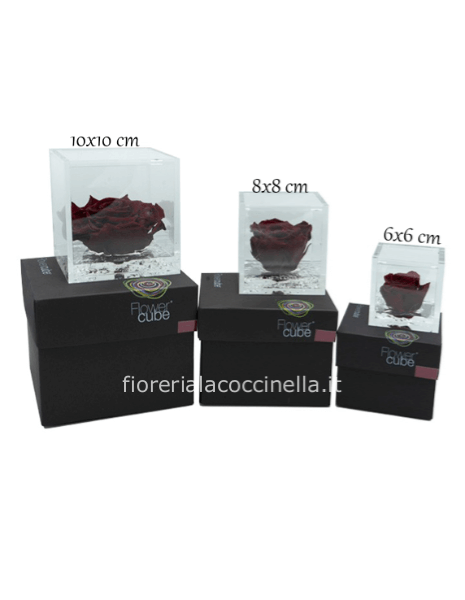 Flower Cube - Rosa Stabilizzata Bordeaux