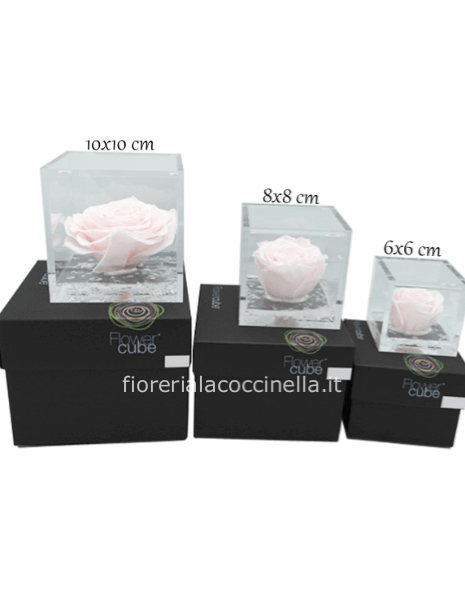 Flower Cube - Rosa Stabilizzata Rosa Pastello