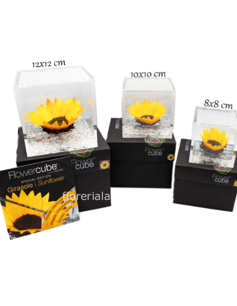 Flower Cube - Girasole Stabilizzato