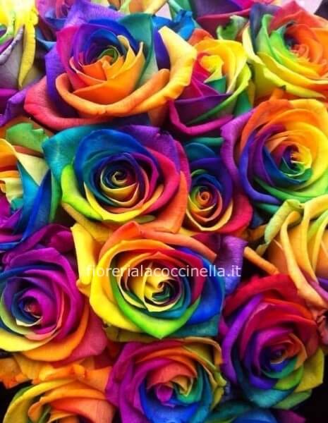 Rosa Arcobaleno70cm