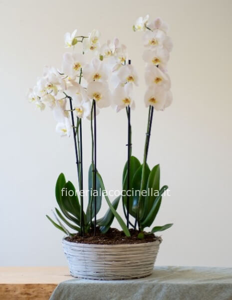 Composizione di Orchidee Phaleonopsis