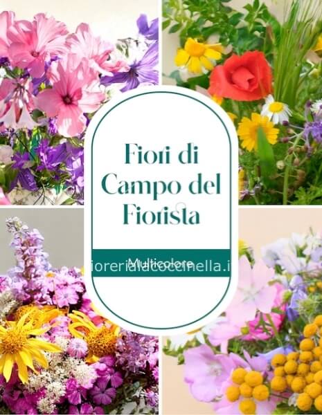 STANDARD MISTO CAMPESTRE