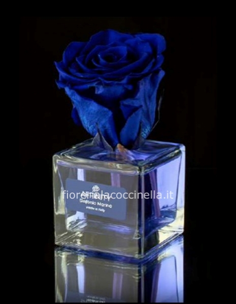ROSA STABILIZZATA - ELISIR BLUE