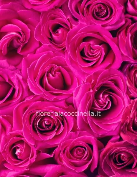 STANDARD ROSE FUCSIA